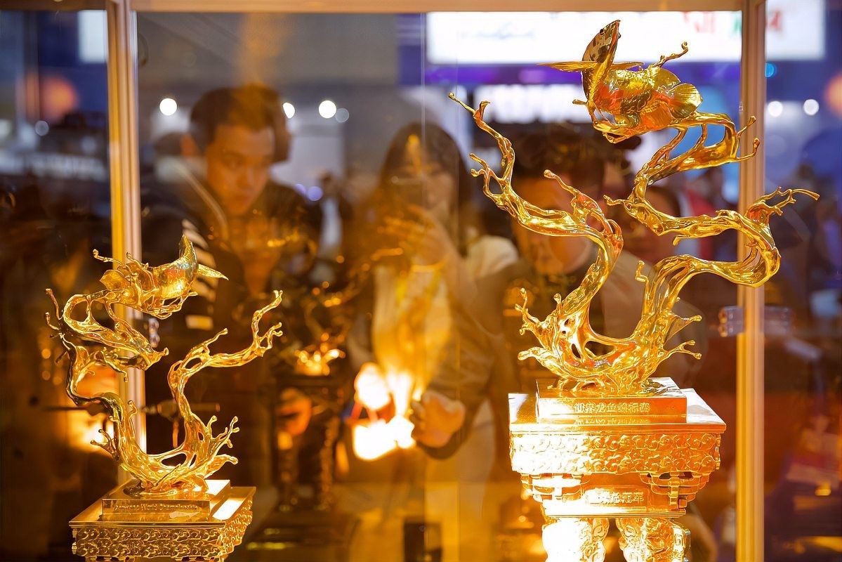 廣陵開水族店怎么樣？加盟祥龍魚場賣龍魚市場怎樣？