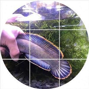 雷龍魚吃魚糧嗎，雷龍魚專用魚糧品牌推薦，雷龍魚喂食頻率調整指南