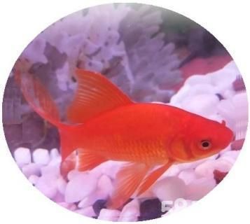 金魚和金龍魚的區別 金魚和金龍魚的區別 龍魚百科 第2張