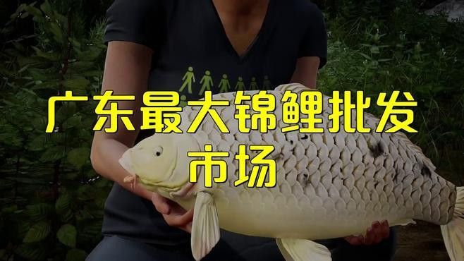 色達開水族店怎么樣？加盟祥龍魚場賣龍魚市場怎樣？ 色達開水族店怎么樣？加盟祥龍魚場賣龍魚市場怎樣？ 水族館百科（水族館加盟） 第1張