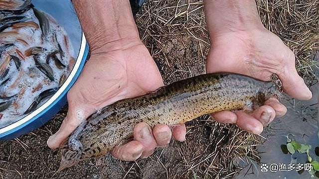 龍魚鰓蓋恢復期間需要喂食嗎？