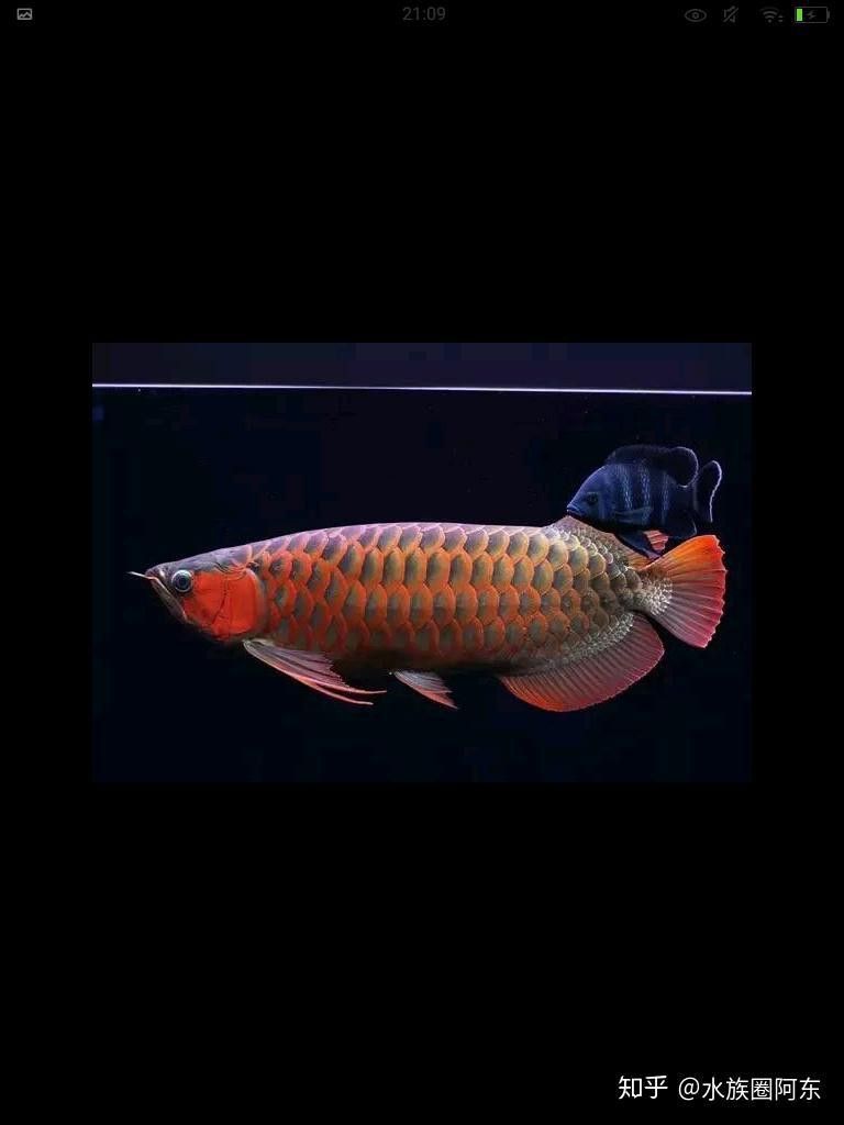 給我一些銀龍魚品相圖解