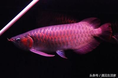 粉紅色的龍魚可能是指幾種不同品種的龍魚，粉紅色的龍魚叫什么：粉紅色的龍魚叫什么名稱 粉紅色的龍魚可能是指幾種不同品種的龍魚，粉紅色的龍魚叫什么：粉紅色的龍魚叫什么名稱 龍魚百科 第1張
