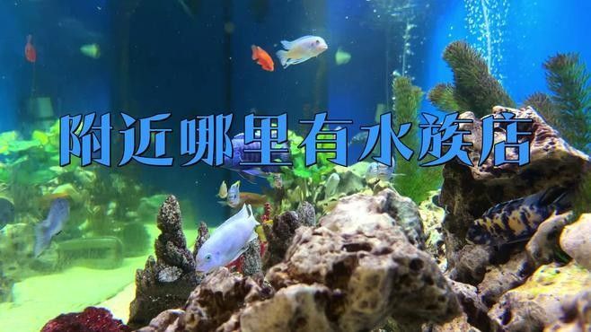 寧縣開水族店怎么樣？加盟祥龍魚場賣龍魚市場怎樣？ 寧縣開水族店怎么樣？加盟祥龍魚場賣龍魚市場怎樣？ 水族館百科（水族館加盟） 第2張