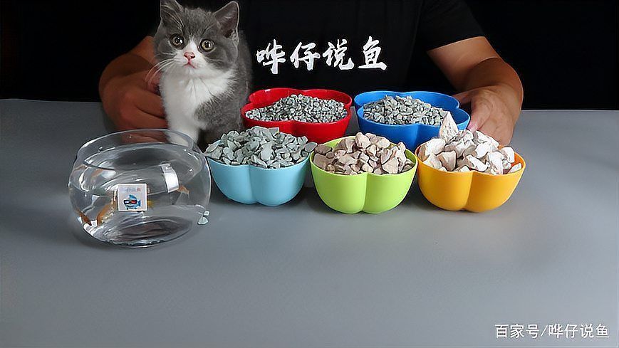 龍魚寄生蟲最忌三種東西 龍魚百科 第10張 龍魚寄生蟲最忌三種東西 龍魚寄生蟲最忌三種東西 龍魚百科 第10張