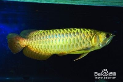 龍魚為什么一直在水面：為什么龍魚一直浮在水面？ 龍魚為什么一直在水面：為什么龍魚一直浮在水面？ 龍魚百科