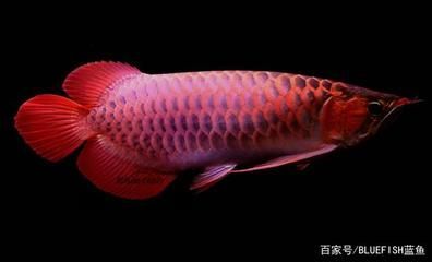 紅龍魚是怎么來的（紅龍魚是怎么來的？） 紅龍魚是怎么來的（紅龍魚是怎么來的？） 龍魚百科 第1張