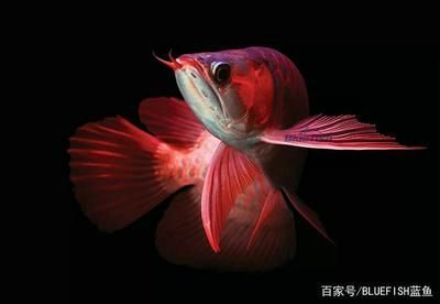 紅龍魚是怎么來的（紅龍魚是怎么來的？） 紅龍魚是怎么來的（紅龍魚是怎么來的？） 龍魚百科 第6張