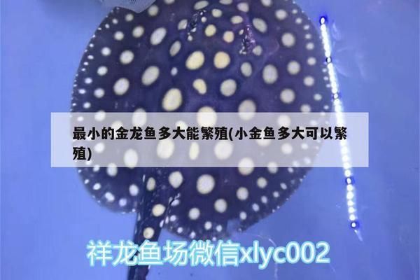 龍魚(yú)可以長(zhǎng)到多大才能繁殖：龍魚(yú)的繁殖成熟和生長(zhǎng)周期 龍魚(yú)可以長(zhǎng)到多大才能繁殖：龍魚(yú)的繁殖成熟和生長(zhǎng)周期 龍魚(yú)百科 第2張