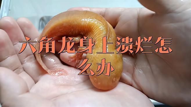 龍魚爛身怎么樣治療 龍魚百科 第9張 龍魚爛身怎么樣治療 龍魚爛身怎么樣治療 龍魚百科 第9張