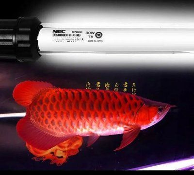 龍魚用led燈會掉眼嗎為什么（led燈會導致龍魚掉眼嗎）