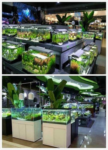 漯河開水族店怎么樣？加盟祥龍魚場賣龍魚市場怎樣？ 漯河開水族店怎么樣？加盟祥龍魚場賣龍魚市場怎樣？ 水族館百科（水族館加盟） 第6張