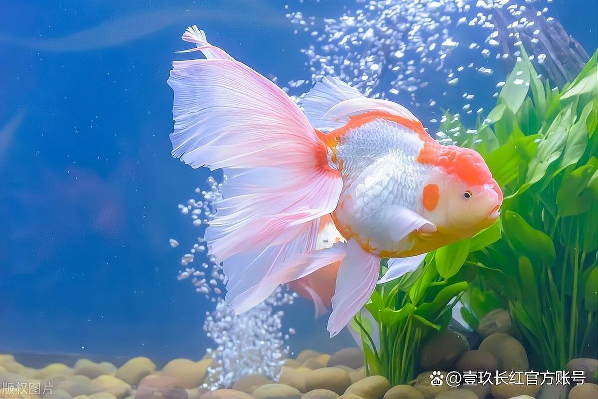 寶塔開(kāi)水族店怎么樣？加盟祥龍魚場(chǎng)賣龍魚市場(chǎng)怎樣？