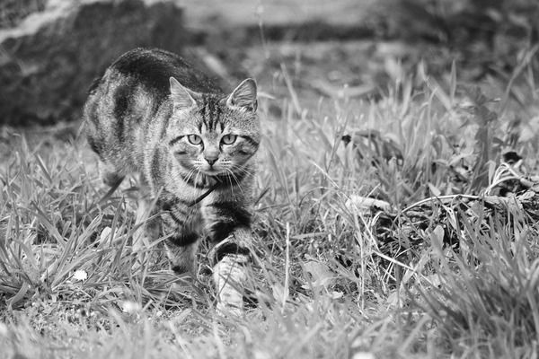 金龍魚的品相如何看(金龍魚品相鑒定技巧) 龍魚百科 第1張 金龍魚的品相如何看(金龍魚品相鑒定技巧) 金龍魚的品相如何看(金龍魚品相鑒定技巧) 龍魚百科 第1張