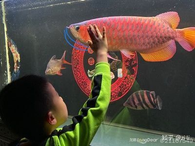龍魚體型前寬后窄正常嗎