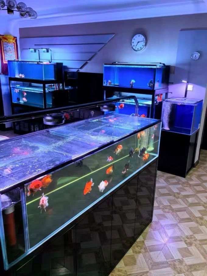 哪個品牌的龍魚燈最適合紅龍 哪個品牌的龍魚燈最適合紅龍 龍魚百科 第2張