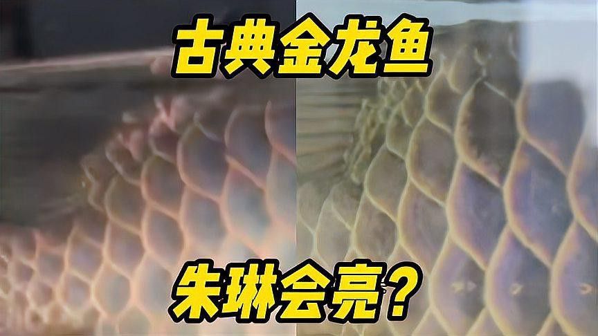 如何促進(jìn)龍魚珠鱗發(fā)亮？ 如何促進(jìn)龍魚珠鱗發(fā)亮？ 龍魚百科 第1張