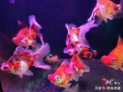 喂金龍魚的草金怎么消毒的：喂金龍魚的草金怎么消毒