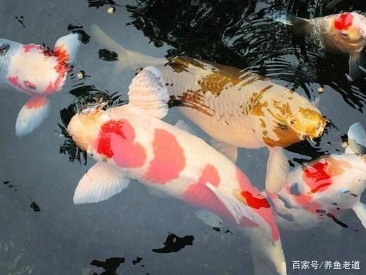 龍魚經常趴缸是什么原因呢怎么辦:龍魚趴缸可能由多種因素引起 龍魚百科 第1張 龍魚經常趴缸是什么原因呢怎么辦:龍魚趴缸可能由多種因素引起 龍魚經常趴缸是什么原因呢怎么辦:龍魚趴缸可能由多種因素引起 龍魚百科 第1張