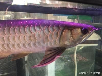 金龍魚養水多少天：養金龍魚養水多少天