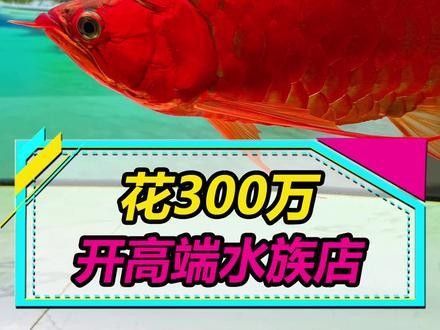 道外開(kāi)水族店怎么樣？加盟祥龍魚(yú)場(chǎng)賣(mài)龍魚(yú)市場(chǎng)怎樣？ 道外開(kāi)水族店怎么樣？加盟祥龍魚(yú)場(chǎng)賣(mài)龍魚(yú)市場(chǎng)怎樣？ 水族館百科（水族館加盟） 第3張