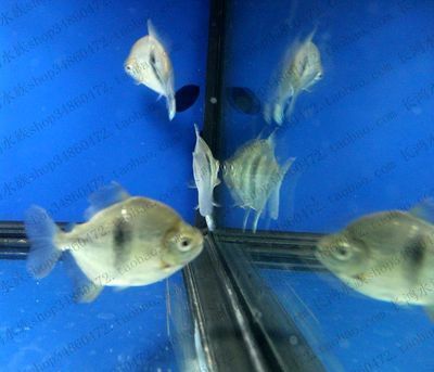 銀板魚混養(yǎng)的疾病防控：銀板魚在養(yǎng)殖過程中可能會遇到多種疾病的困擾，紅眼白子銀版魚疾病預防方法