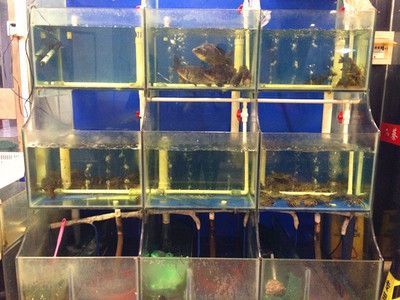 澳洲淡水龍蝦魚缸怎么養(yǎng)的 龍魚百科 第3張 澳洲淡水龍蝦魚缸怎么養(yǎng)的 澳洲淡水龍蝦魚缸怎么養(yǎng)的 龍魚百科 第3張