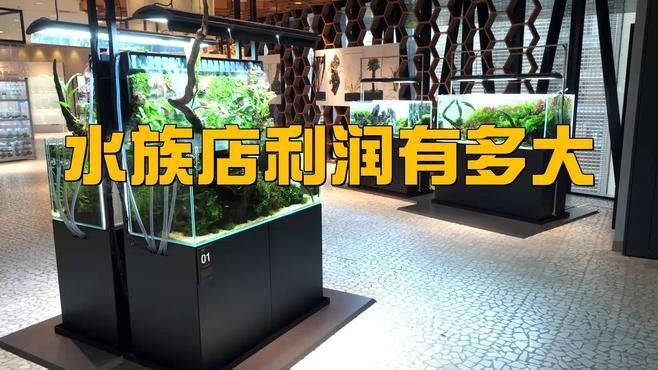 龍亭開水族店怎么樣？加盟祥龍魚場賣龍魚市場怎樣？ 龍亭開水族店怎么樣？加盟祥龍魚場賣龍魚市場怎樣？ 水族館百科（水族館加盟） 第8張