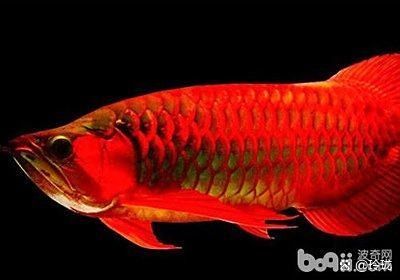 龍魚跳缸還能活嗎圖片欣賞