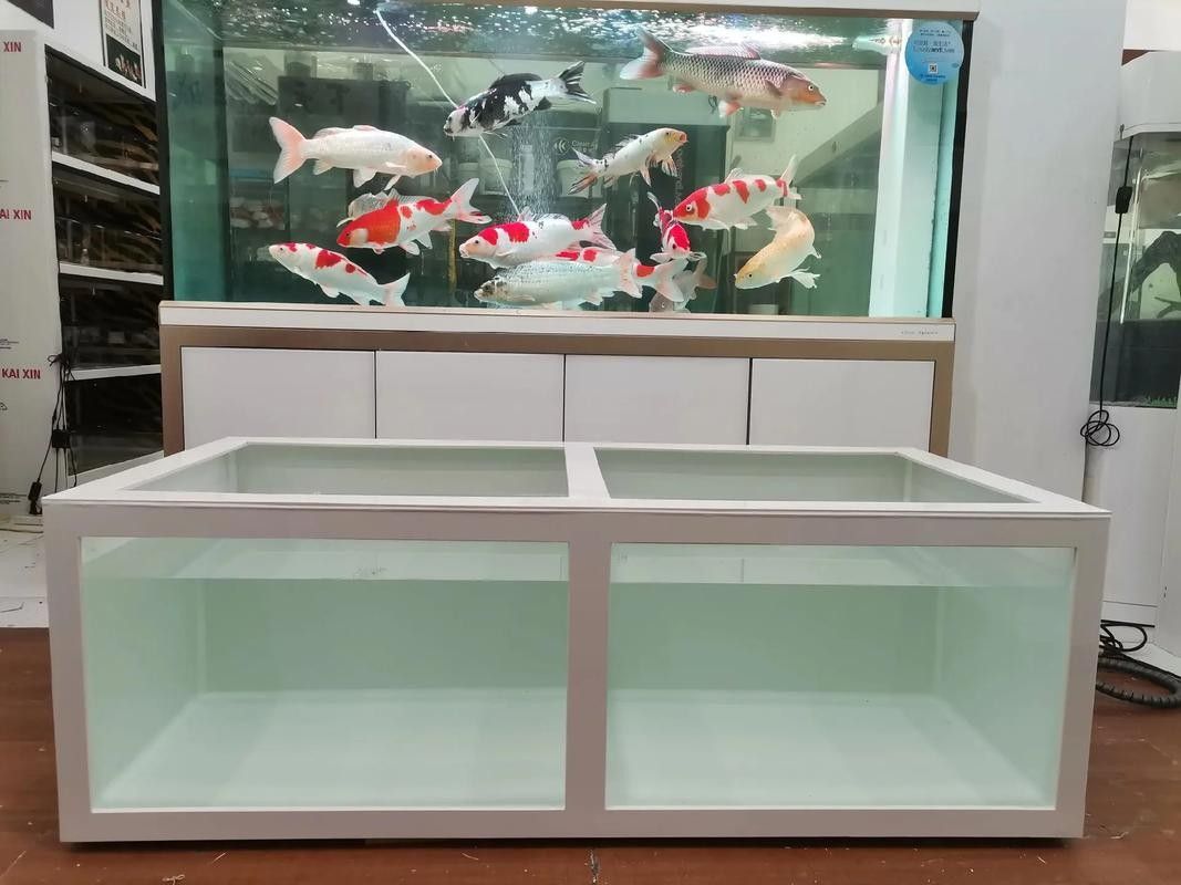 仙桃開水族店怎么樣?加盟祥龍魚場賣龍魚市場怎樣?