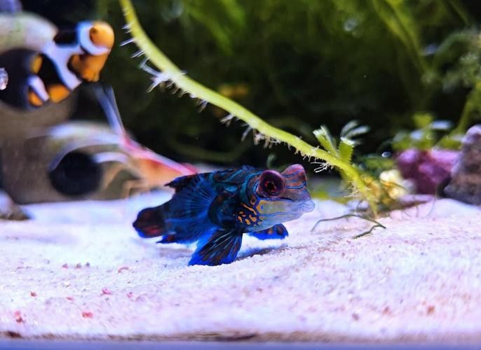 武漢開水族店怎么樣？加盟祥龍魚場賣龍魚市場怎樣？ 武漢開水族店怎么樣？加盟祥龍魚場賣龍魚市場怎樣？ 水族館百科（水族館加盟） 第1張