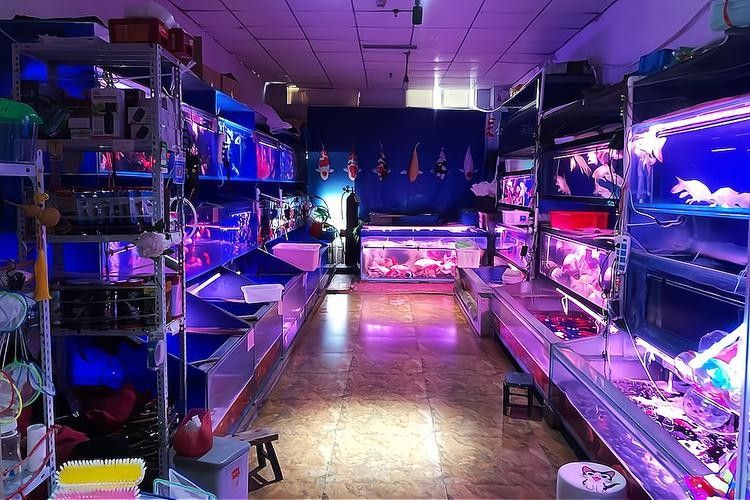 武漢開水族店怎么樣？加盟祥龍魚場賣龍魚市場怎樣？ 武漢開水族店怎么樣？加盟祥龍魚場賣龍魚市場怎樣？ 水族館百科（水族館加盟） 第2張