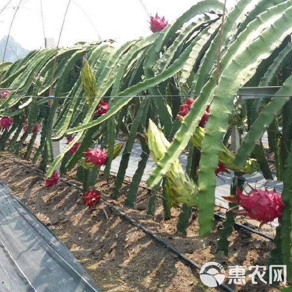 紅龍苗的市場價格是多少？ 紅龍苗的市場價格是多少？ 龍魚百科 第3張