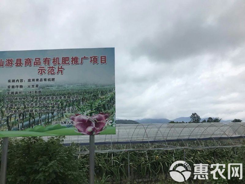 紅龍苗的市場價格是多少？ 紅龍苗的市場價格是多少？ 龍魚百科 第6張