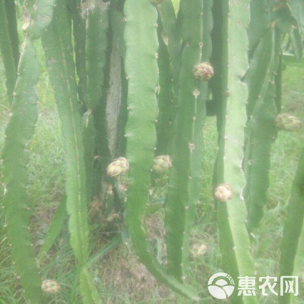 紅龍苗的市場價格是多少？ 紅龍苗的市場價格是多少？ 龍魚百科 第4張