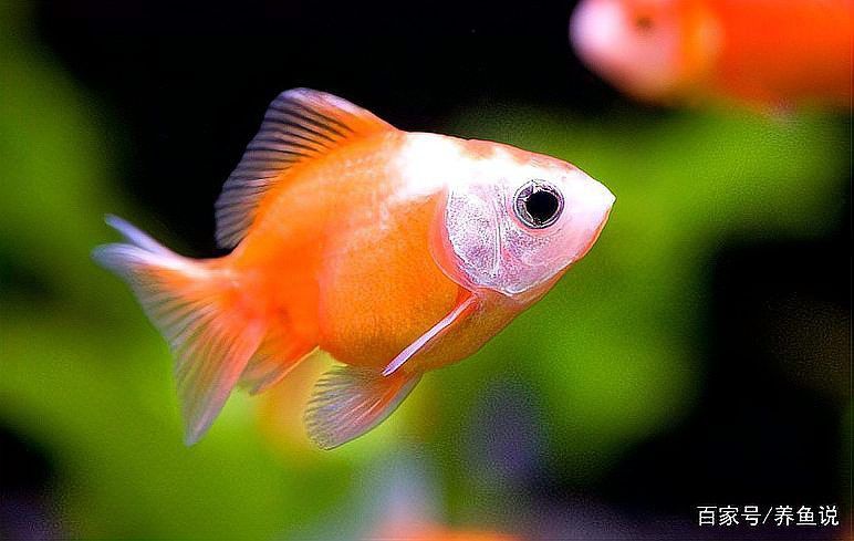 如何在這些平臺(tái)安全地購(gòu)買龍魚(yú)？ 如何在這些平臺(tái)安全地購(gòu)買龍魚(yú)？ 龍魚(yú)百科 第18張