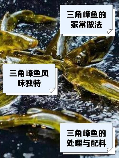 三角恐龍魚吃什么？咬人嗎圖片