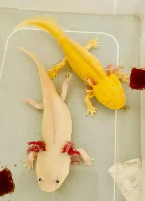 三角恐龍魚吃什么？咬人嗎圖片