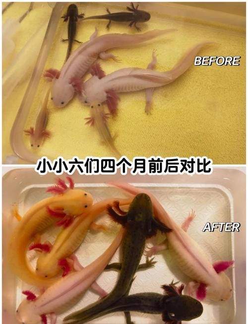 三角恐龍魚吃什么？咬人嗎圖片