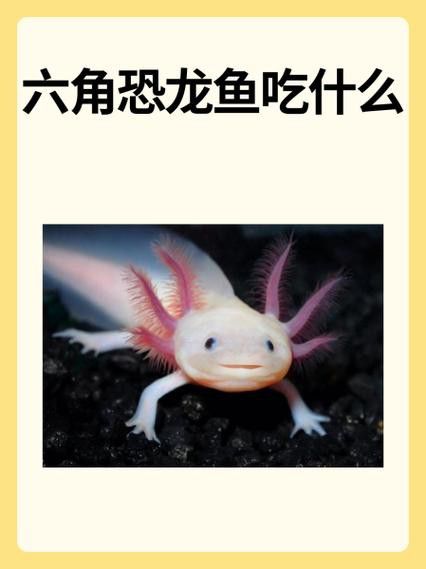 三角恐龍魚吃什么？咬人嗎圖片