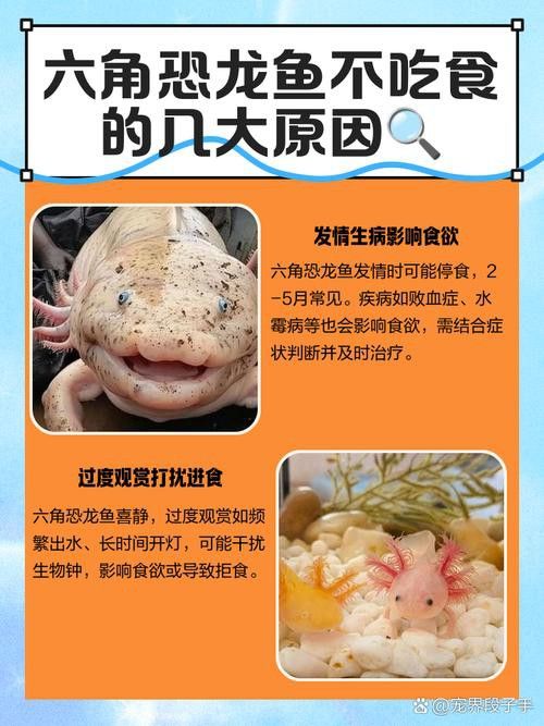 三角恐龍魚吃什么？咬人嗎圖片