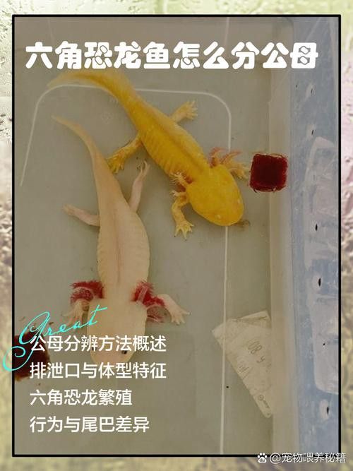 三角恐龍魚吃什么？咬人嗎圖片