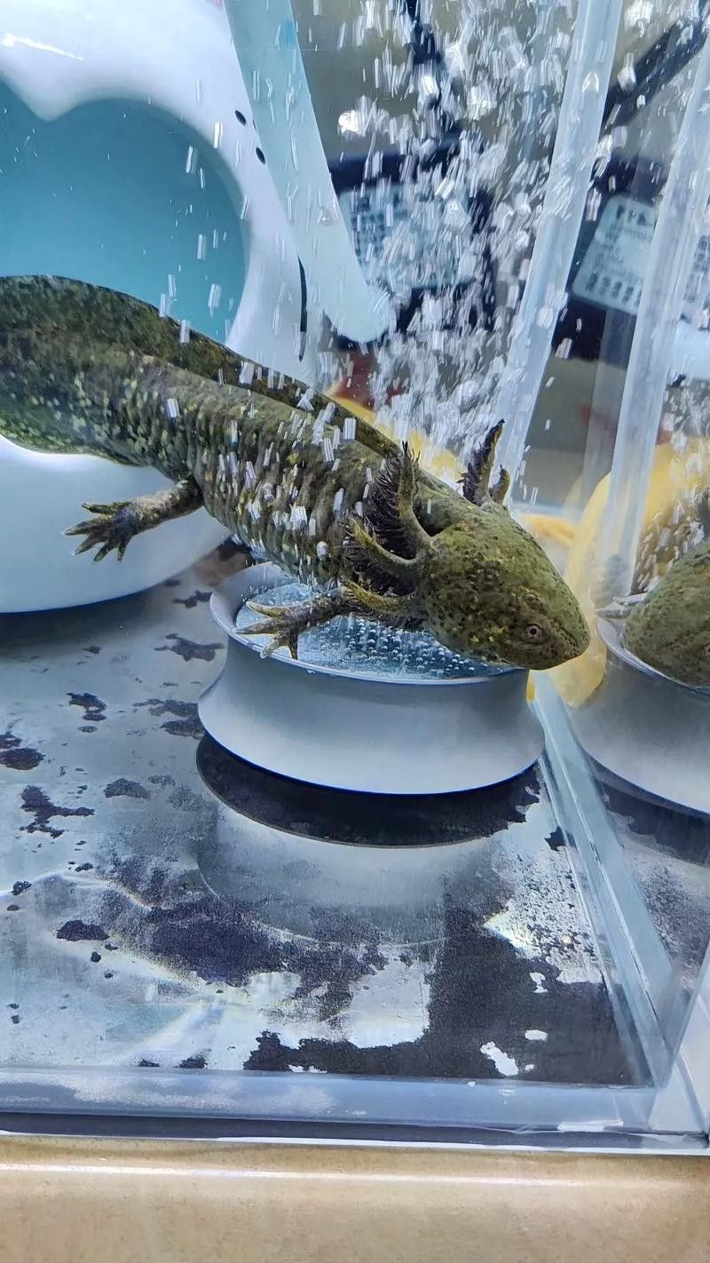 三角恐龍魚吃什么？咬人嗎圖片