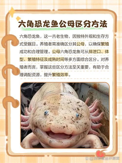 三角恐龍魚吃什么？咬人嗎圖片