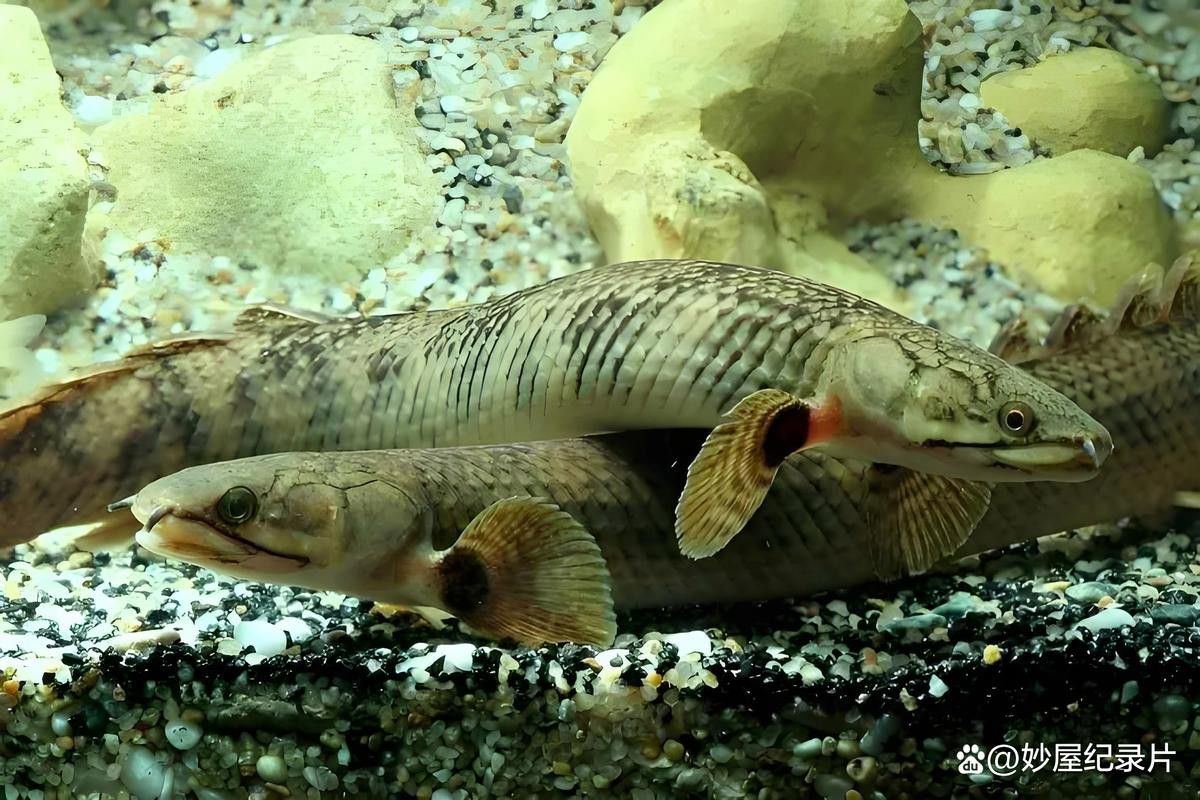 三角恐龍魚吃什么？咬人嗎圖片
