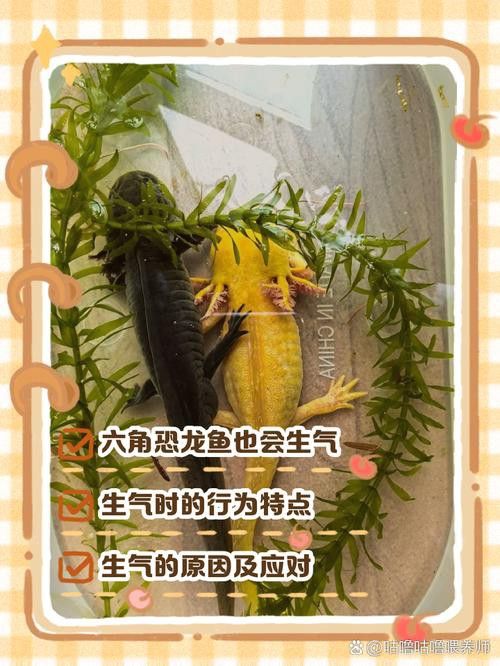 三角恐龍魚吃什么？咬人嗎圖片