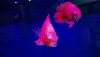 金龍魚風(fēng)水魚養(yǎng)幾條最好，：金龍魚風(fēng)水魚養(yǎng)幾條最好養(yǎng)金龍魚風(fēng)水魚養(yǎng)幾條最好