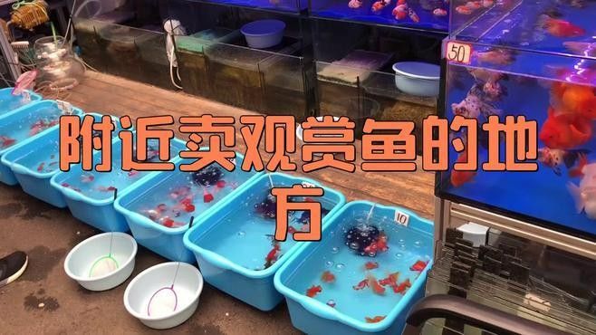 長順開水族店怎么樣？加盟祥龍魚場賣龍魚市場怎樣？ 長順開水族店怎么樣？加盟祥龍魚場賣龍魚市場怎樣？ 水族館百科（水族館加盟） 第6張
