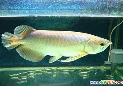 龍魚的年齡跟人年齡：探討龍魚的年齡與人的年齡比較時 龍魚的年齡跟人年齡：探討龍魚的年齡與人的年齡比較時 龍魚百科 第3張