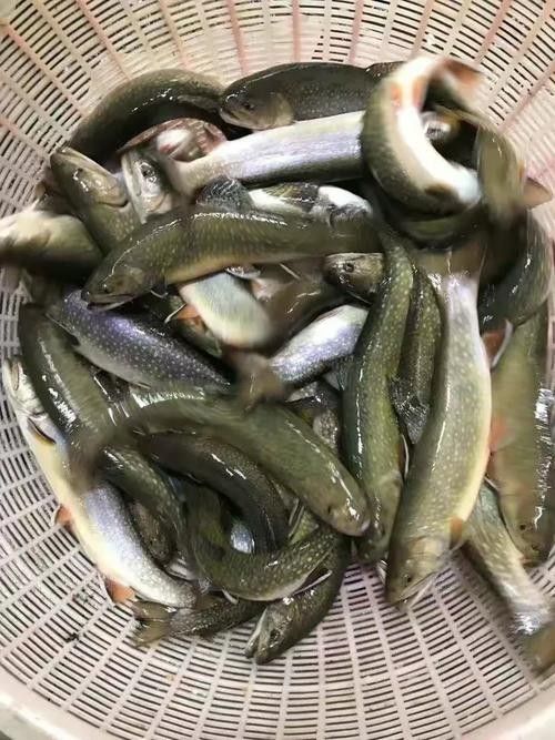鐵力開水族店怎么樣？加盟祥龍魚場賣龍魚市場怎樣？ 鐵力開水族店怎么樣？加盟祥龍魚場賣龍魚市場怎樣？ 水族館百科（水族館加盟） 第4張